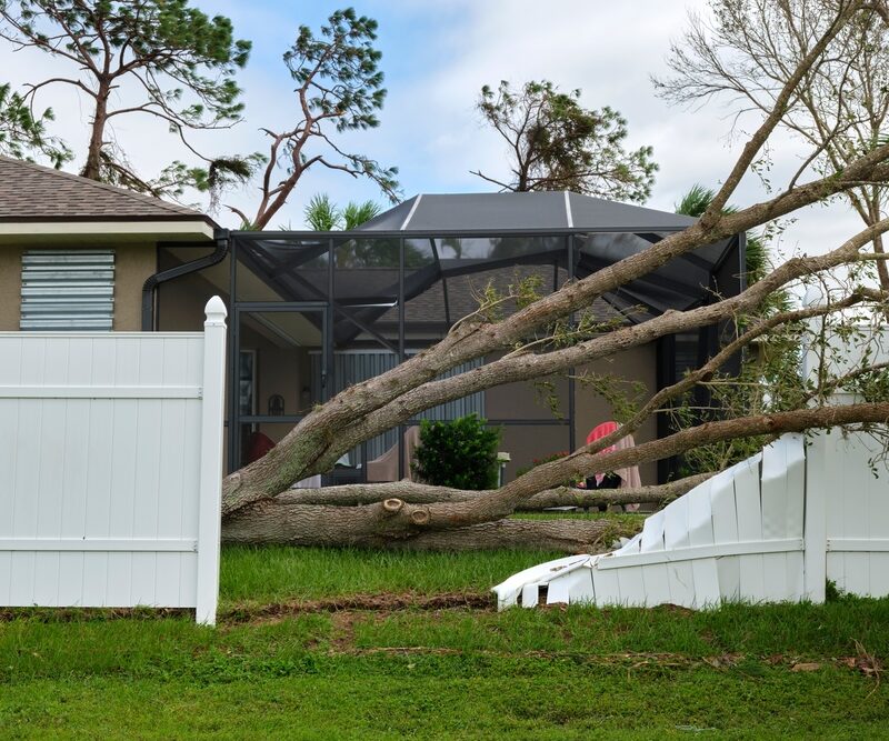 fallen tree in yard in louisiana