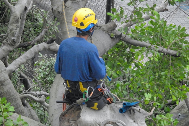 tree care expert working on a tree