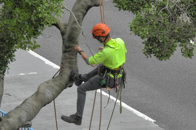 man cutting a tree